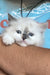 Bonna | siberian kitten