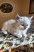 Bonna | siberian kitten