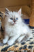 Bonna | siberian kitten