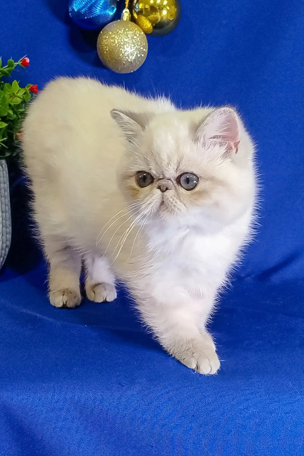 Cute White Persian cat with fluffy fur featured in Bonnie Exotic Shorthair Kitten product