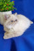 White Persian cat with blue eyes lounging by a potted plant, perfect for Bonnie’s vibe