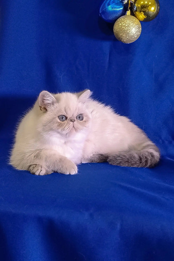 White Persian cat with grey points lounging in Bonnie Exotic Shorthair Kitten product