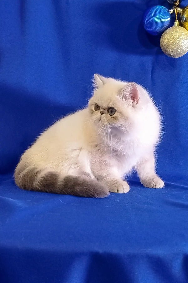 White Persian cat sitting like royalty, showcasing the Bonnie Exotic Shorthair look