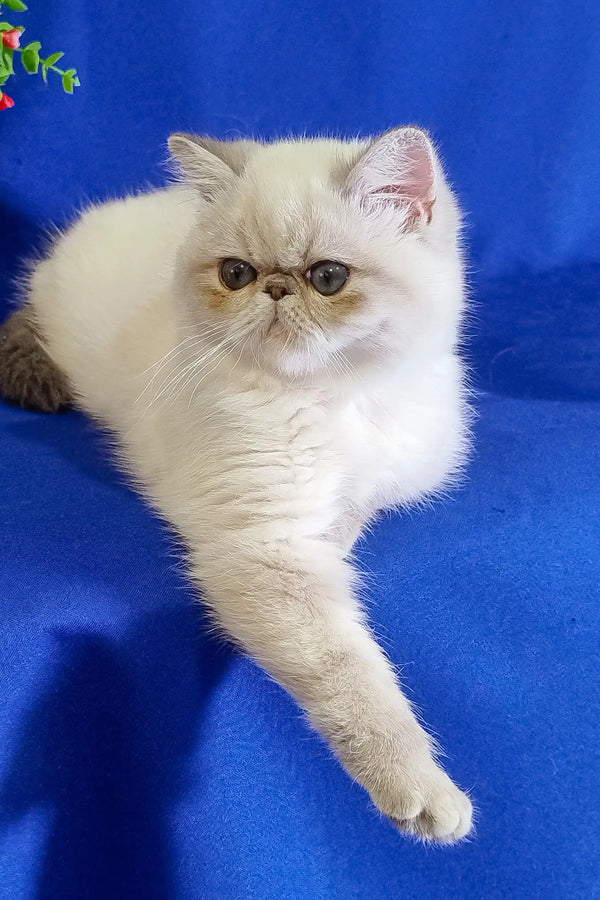 White Persian cat with a flat face and golden eyes for Bonnie Exotic Shorthair Kitten
