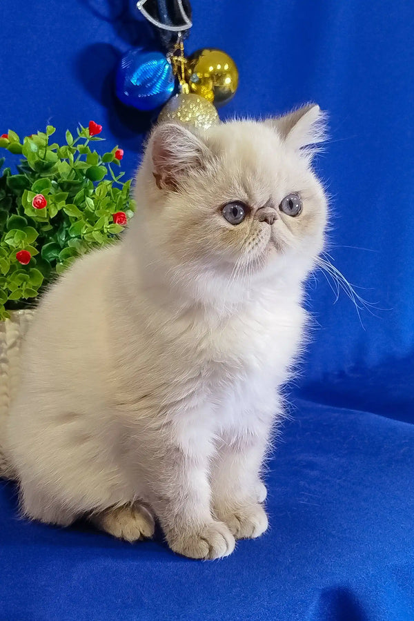 Adorable White Persian cat with fluffy fur, featured in Bonnie | Exotic Shorthair Kitten