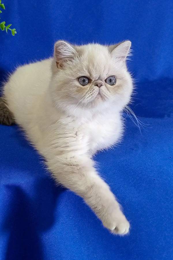 White Persian cat with fluffy fur and a flat face, featured in Bonnie | Exotic Shorthair Kitten
