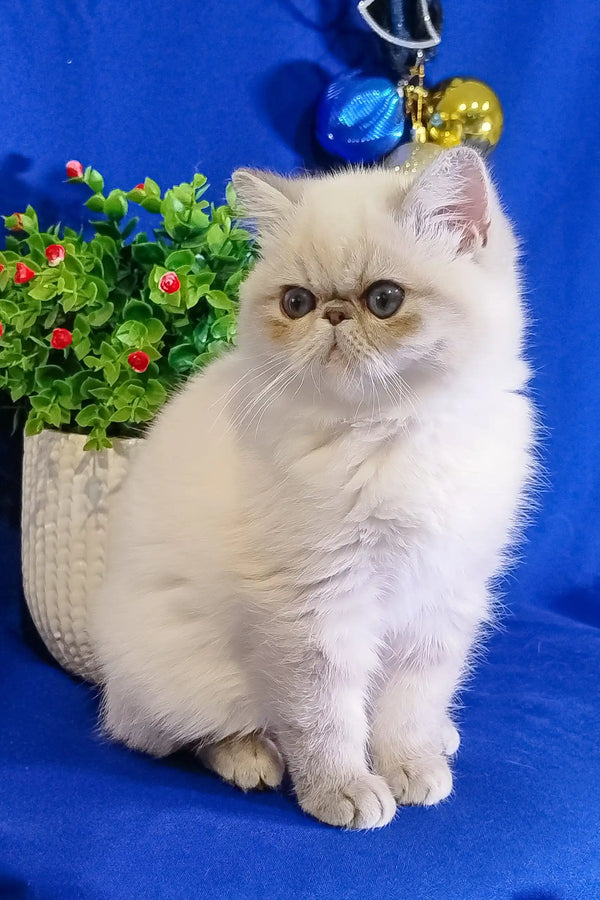 Cute White Persian cat with fluffy fur featured in Bonnie Exotic Shorthair Kitten