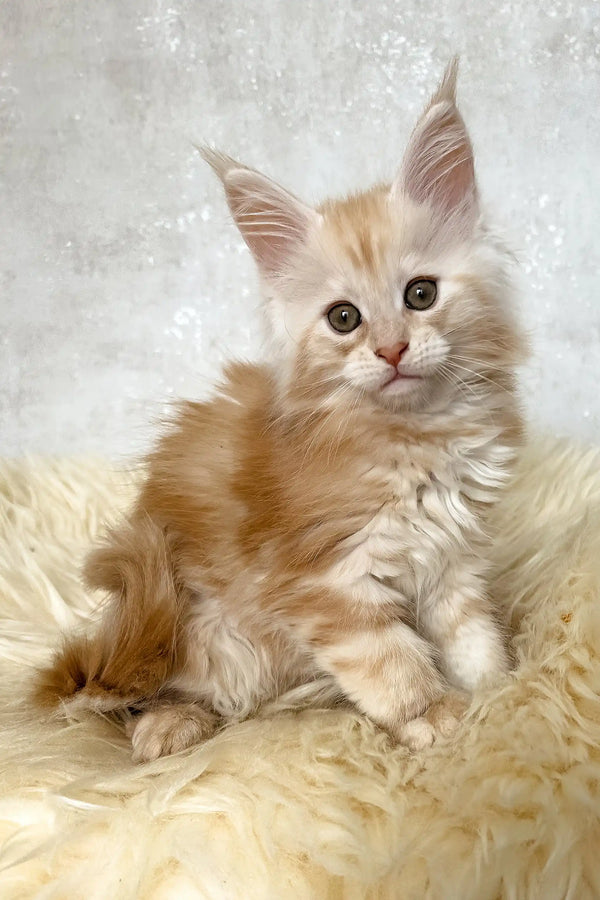 Bonnie | maine coon kitten