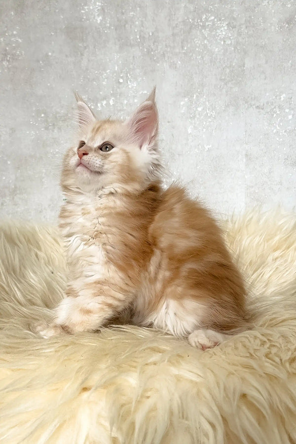 Bonnie | maine coon kitten