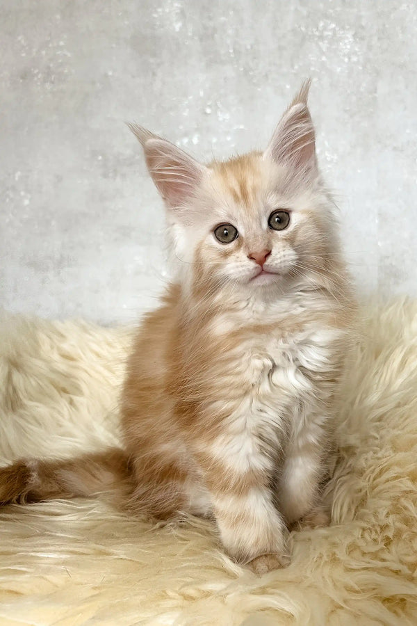 Bonnie | maine coon kitten