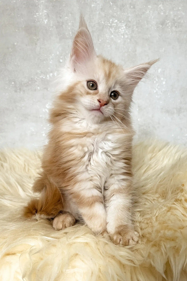 Bonnie | maine coon kitten