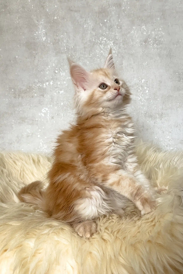Bonnie | maine coon kitten