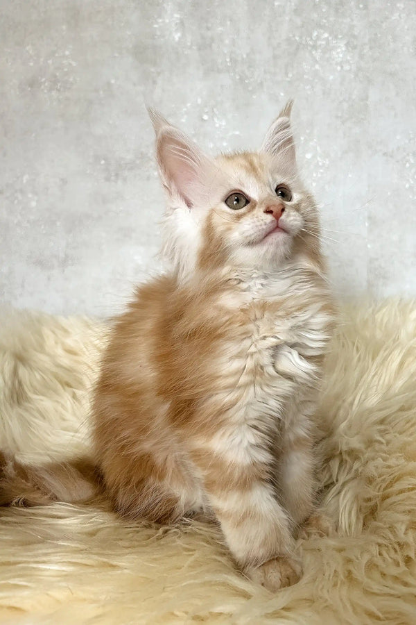 Bonnie | maine coon kitten