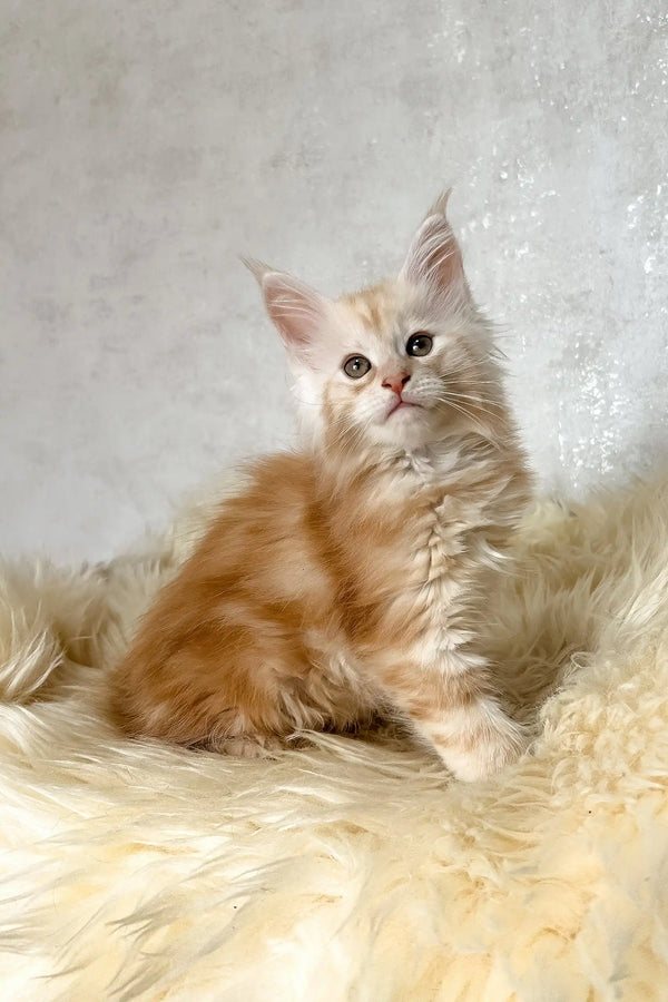 Bonnie | maine coon kitten