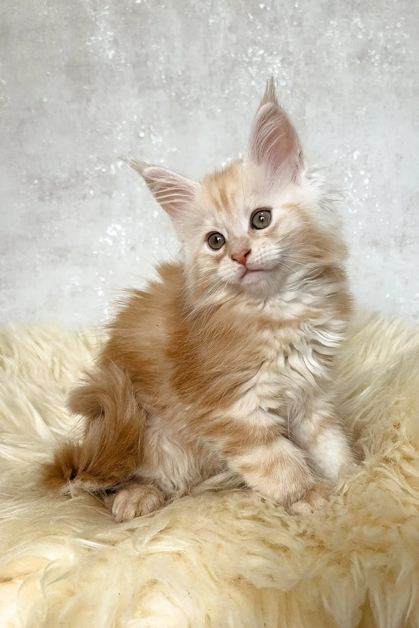 Bonnie | maine coon kitten