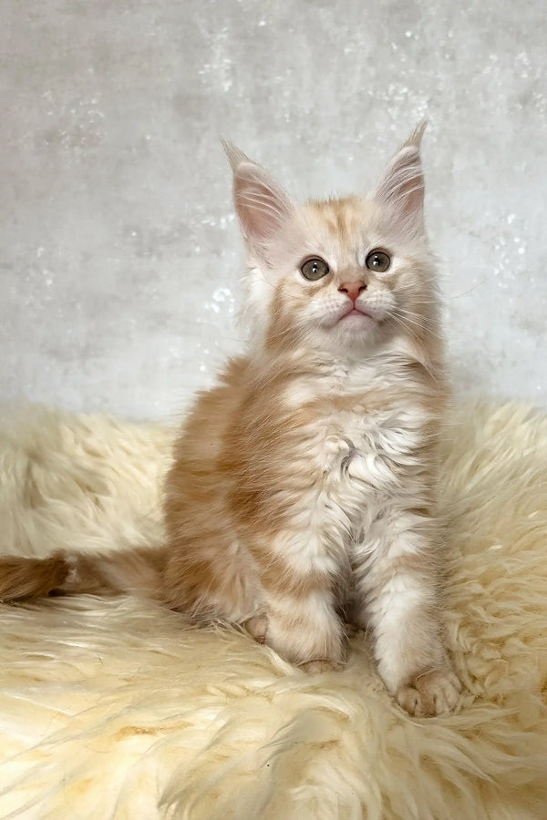 Bonnie | maine coon kitten