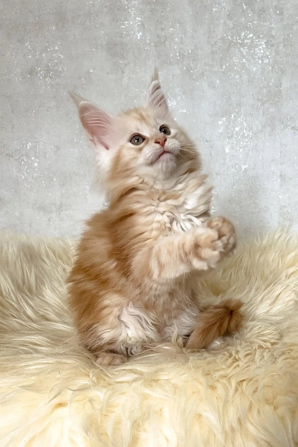 Bonnie | maine coon kitten