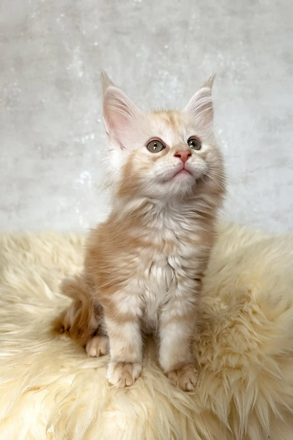 Bonnie | maine coon kitten