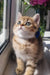 Bonnie | scottish straight kitten