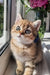 Bonnie | scottish straight kitten