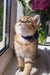 Bonnie | scottish straight kitten