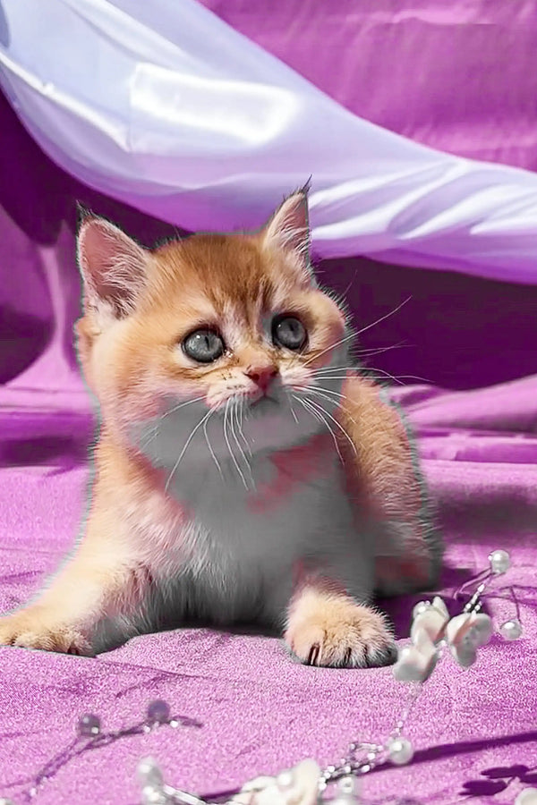 Adorable Scottish Straight kitten Bonnie with big blue eyes on purple fabric