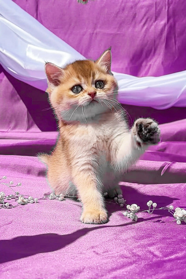 Adorable Scottish Straight kitten with ginger and white fur playfully raising one paw