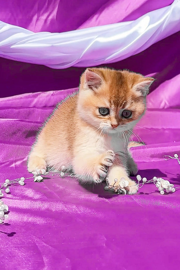 Adorable Scottish Straight kitten Bonnie sitting on soft purple fabric