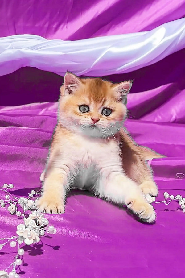 Cute golden Scottish Straight kitten with big eyes on purple fabric. Perfectly adorable!