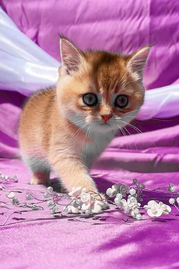 Adorable Scottish Straight kitten among white flowers with big eyes and playful charm