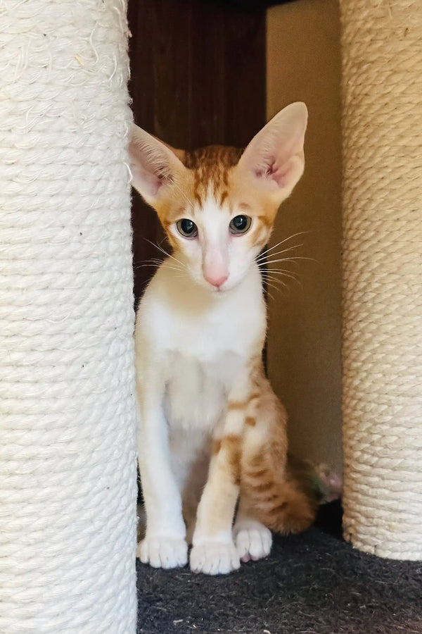 Bonus | oriental shorthair kitten