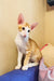 Bonus | oriental shorthair kitten
