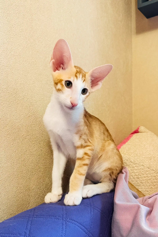 Bonus | oriental shorthair kitten