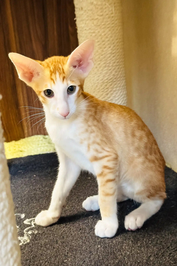 Bonus | oriental shorthair kitten