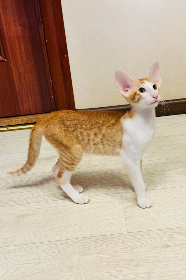 Bonus | oriental shorthair kitten