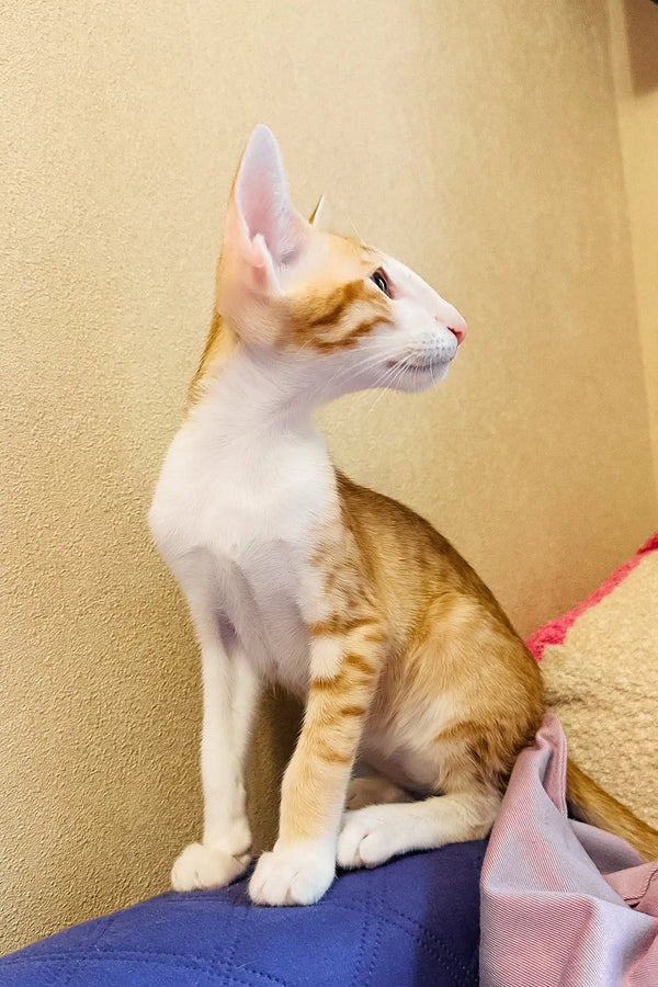 Bonus | oriental shorthair kitten