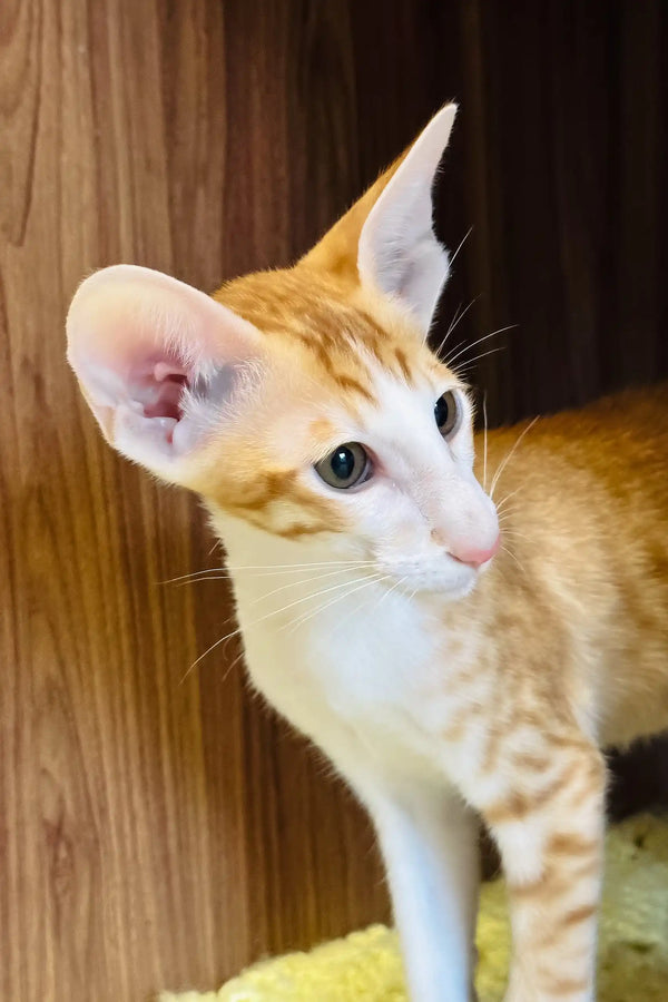 Bonus | oriental shorthair kitten