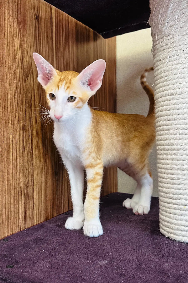 Bonus | oriental shorthair kitten