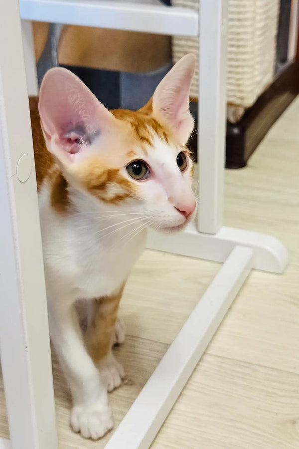 Bonus | oriental shorthair kitten
