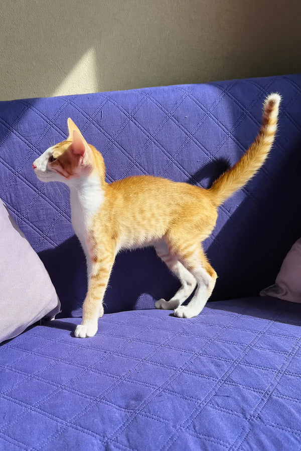 Bonus | oriental shorthair kitten