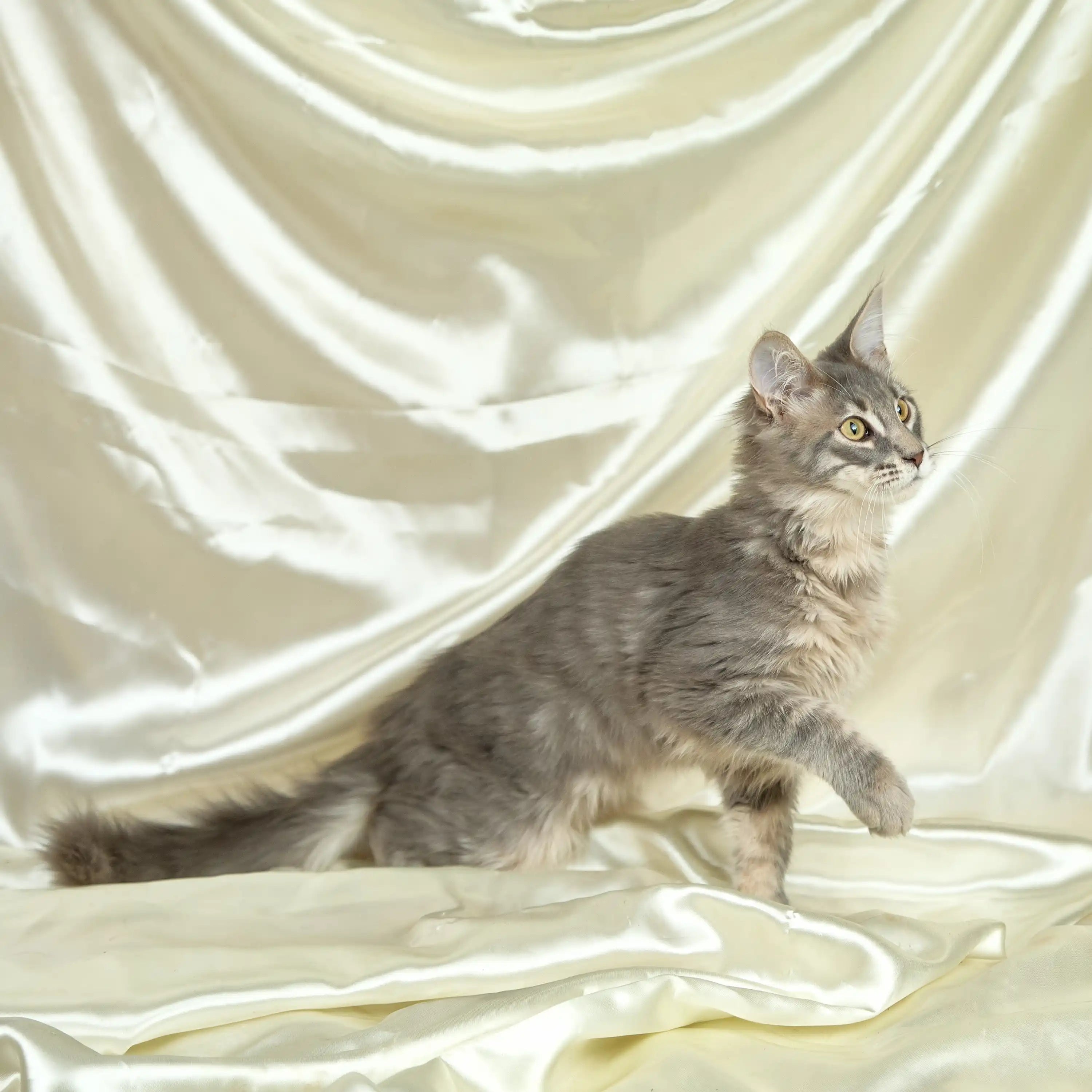 Maine Coon Kittens for Sale Bony | Kitten