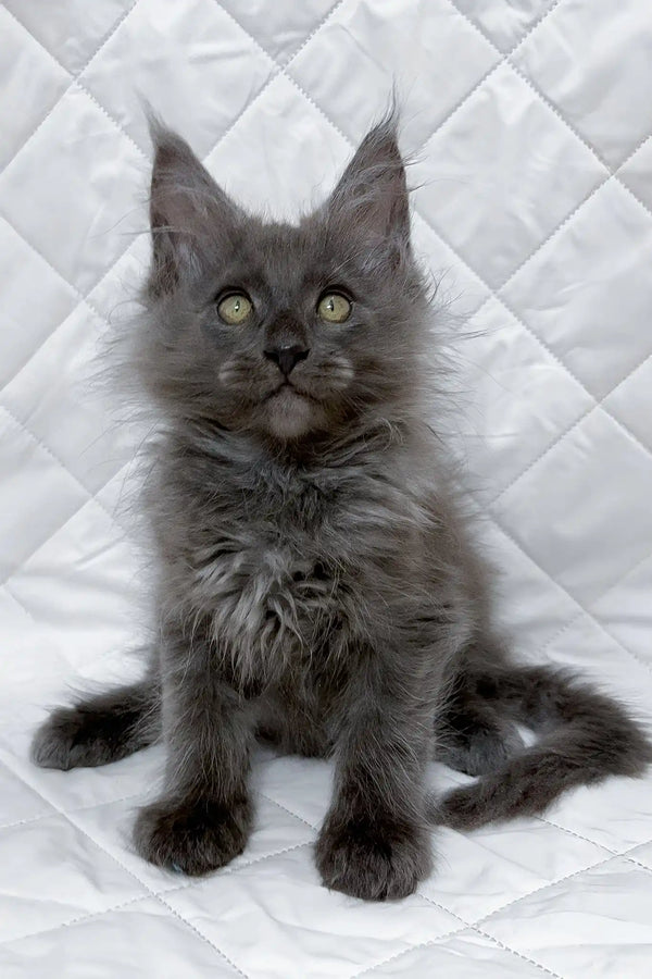 Bonya | maine coon kitten