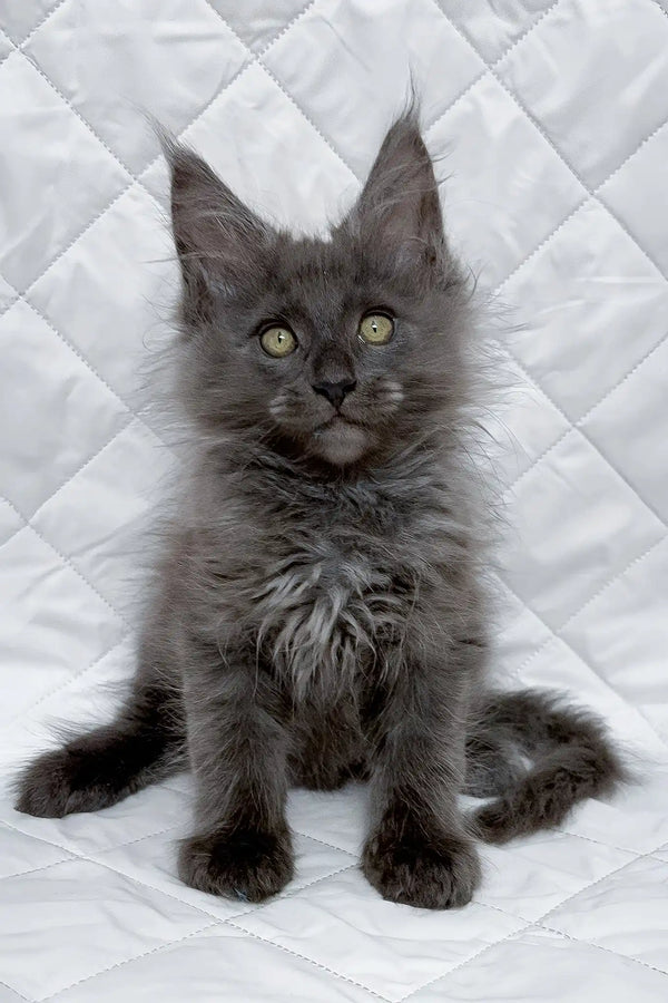 Bonya | maine coon kitten