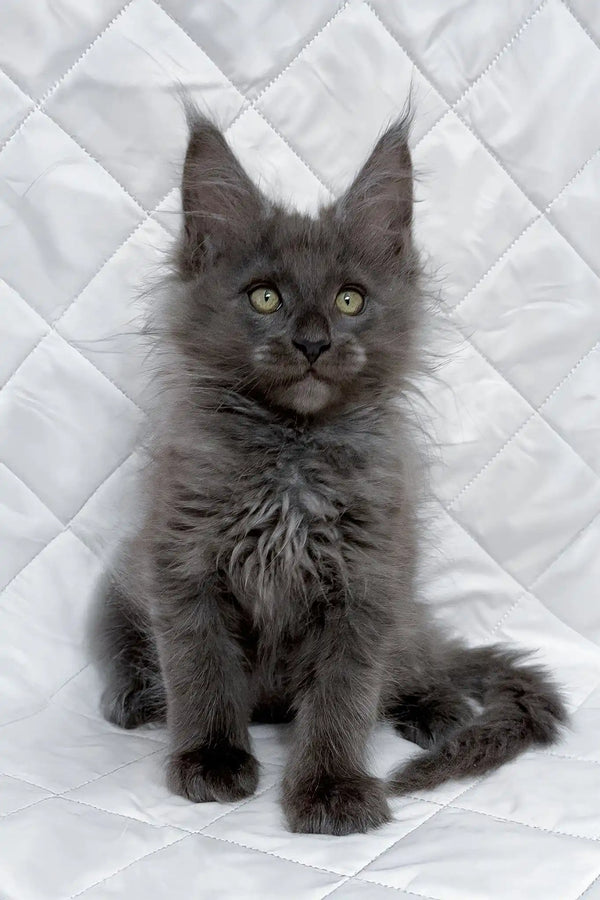 Bonya | maine coon kitten