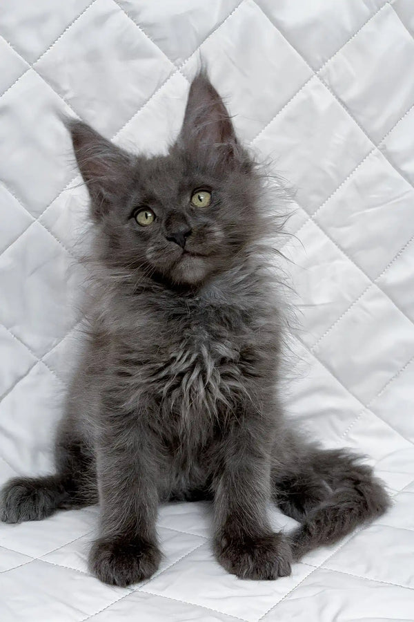 Bonya | maine coon kitten