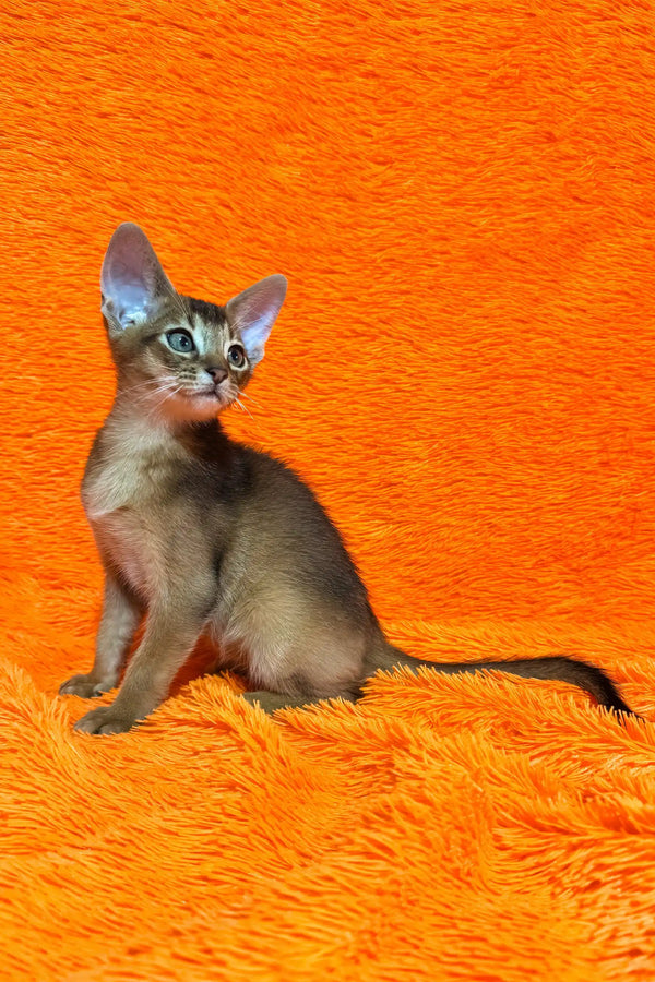 Boomer | abyssinian kitten