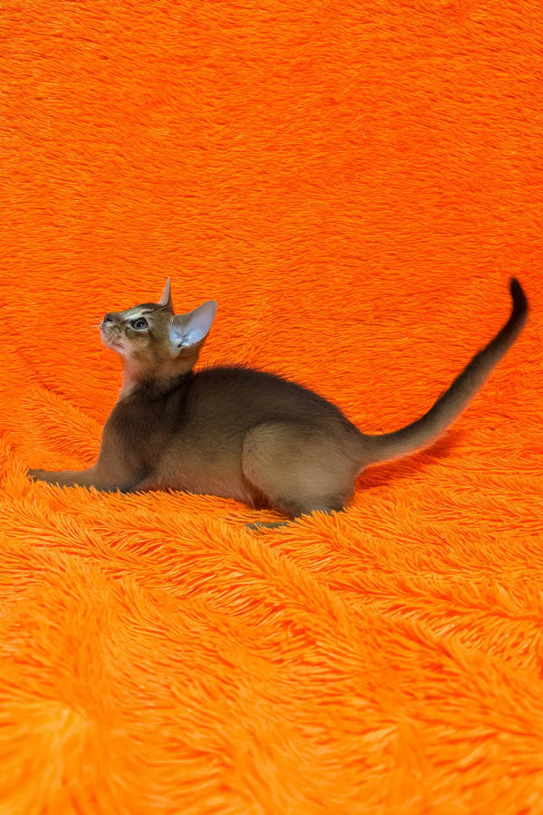 Boomer | abyssinian kitten