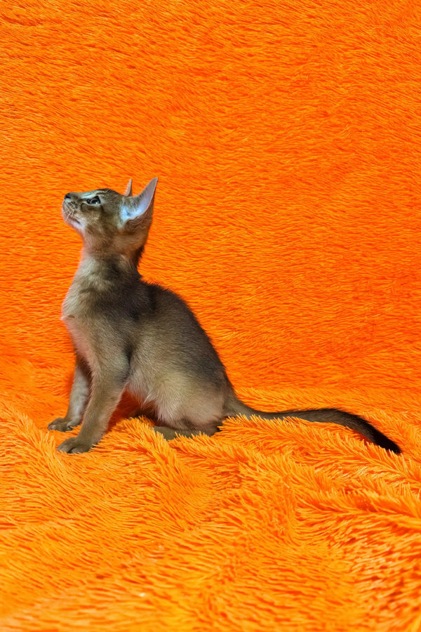 Boomer | abyssinian kitten