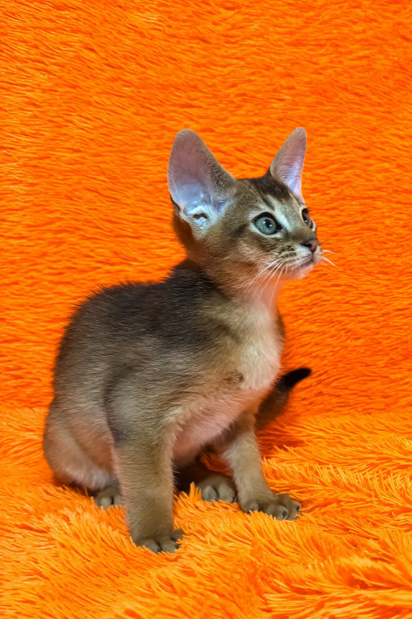 Boomer | abyssinian kitten