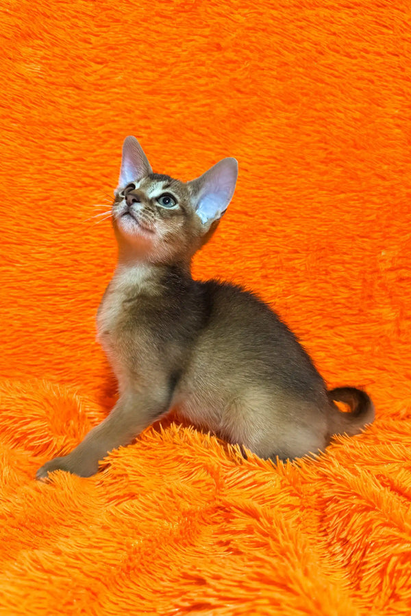 Boomer | abyssinian kitten